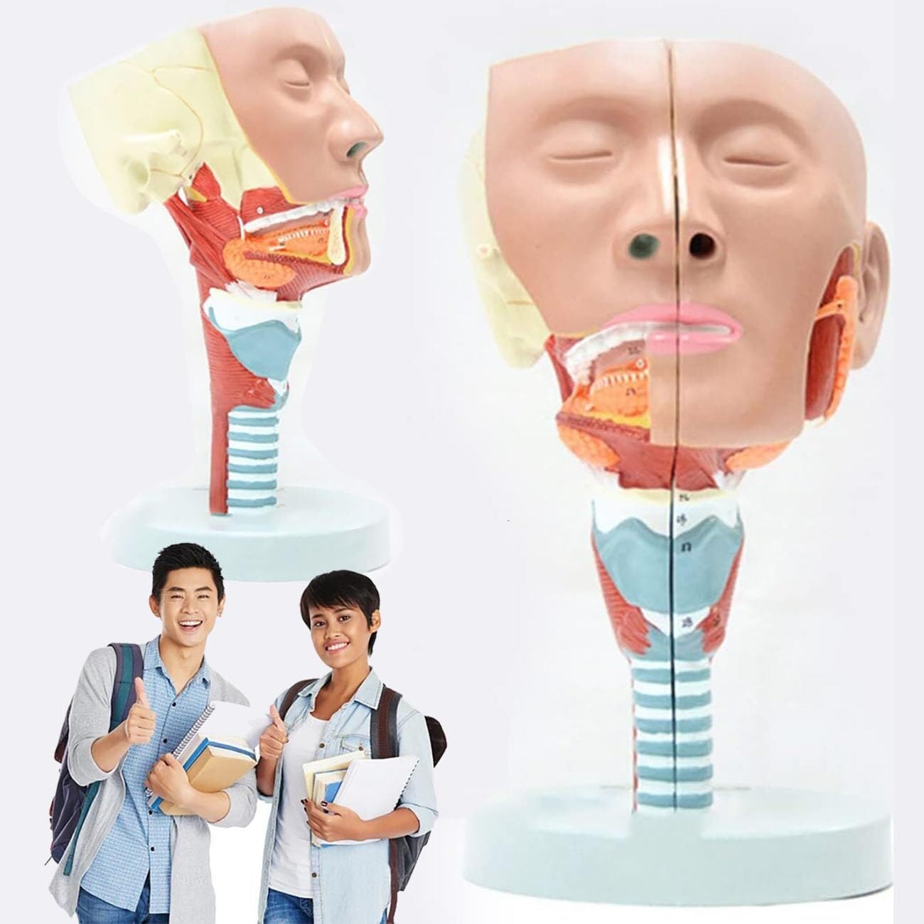 model anatomiczny, Model anatomiczny ludzkiego mięśnia gardłowego i krtani