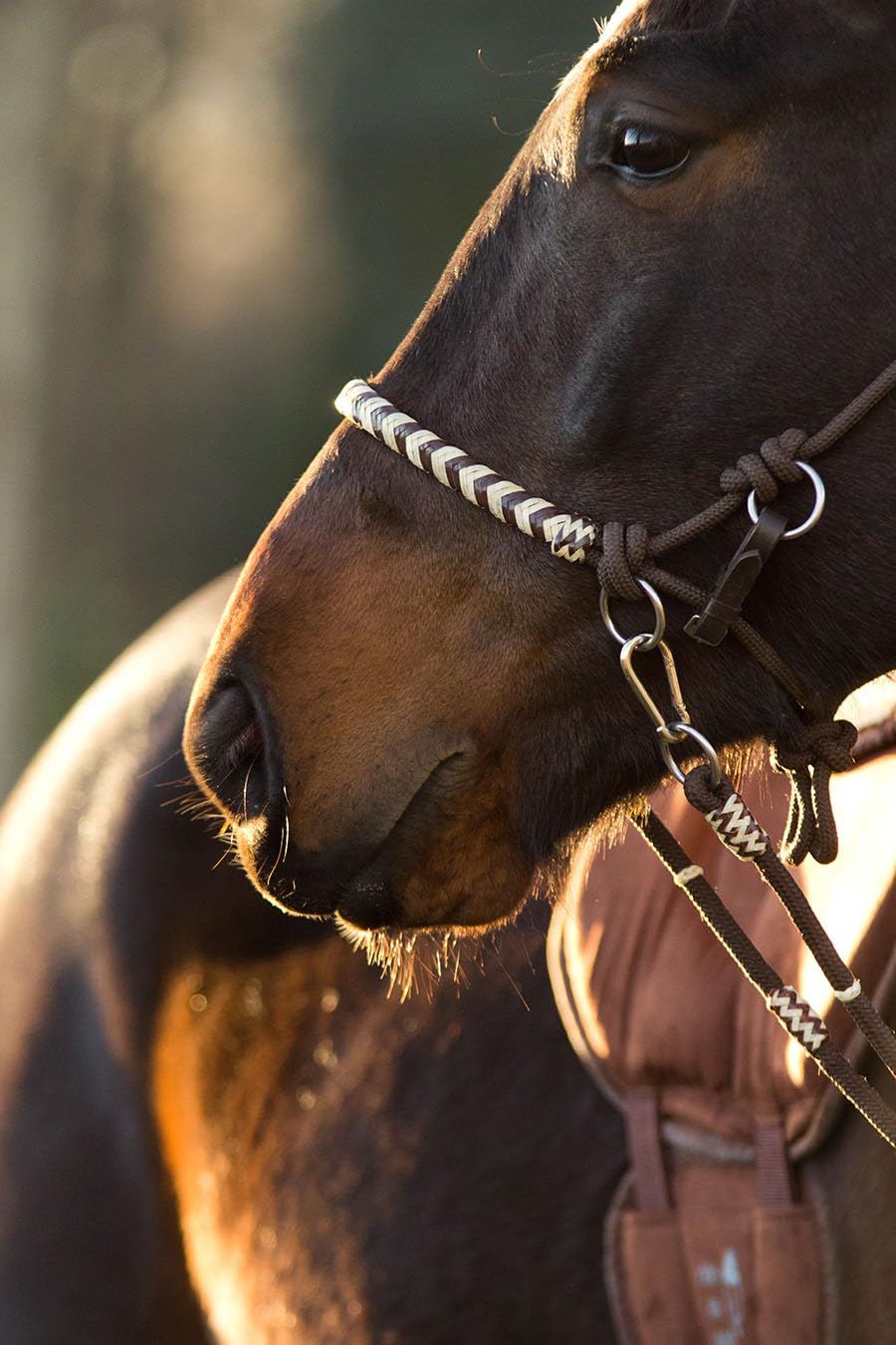 Barefoot Seneca REIT-Halfter 3‑in‑1 – Knoten-Kopfstück als Halfter, gebisslose Zäumung oder mit Gebiss erweiterbar – mit Rohhaut-Verzierung und echter Horse-Hair-Tassel – Größe COB