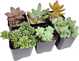 Sedum Succulent Pack | Set of 2/4/6/8/10/24/36/48 Radiant Succulent Plan...