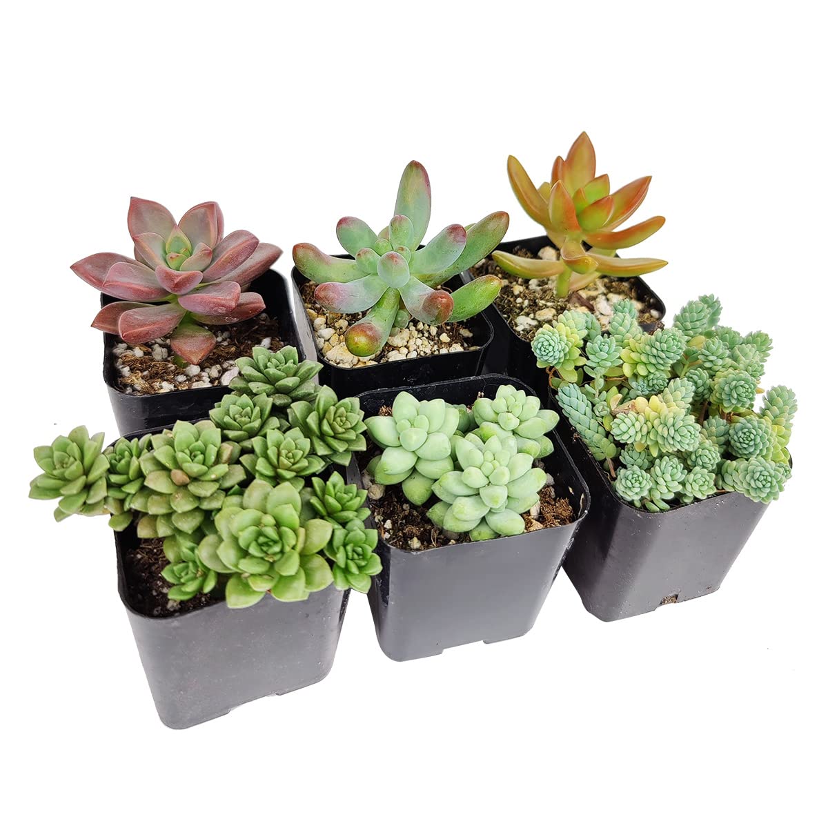 Amazon.com : Sedum Succulent Pack | Set of 2/4/6/8/10/24/36