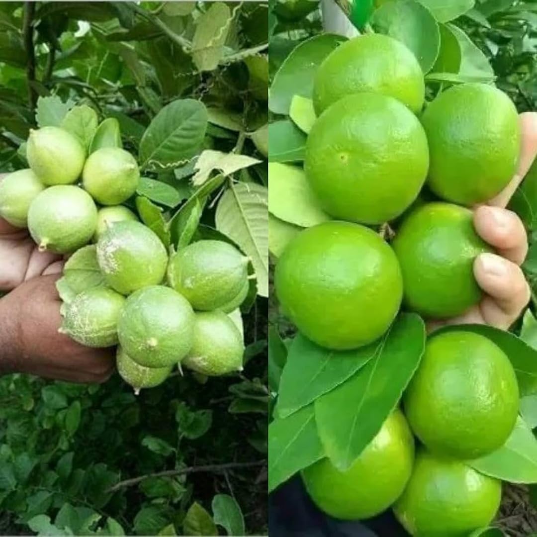 Puspita Nursery Kolkata Pati Lemon Tree – The Juicy, Flavorful Nimbu for Tangy, Abundant Harvests