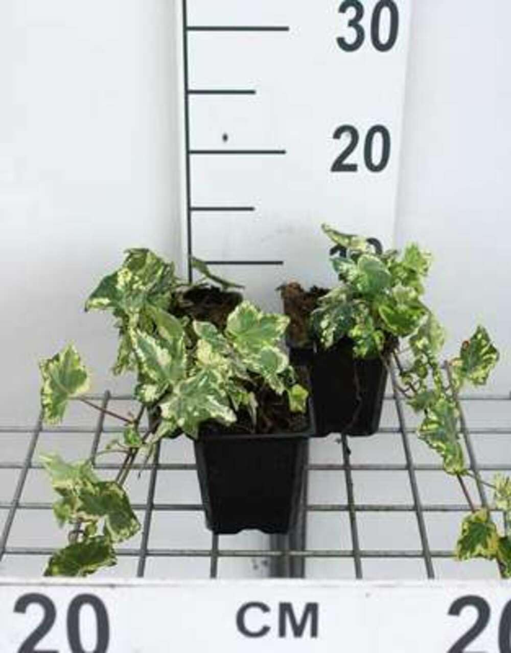 12 x Hedera helix Yellow Ripple - onbekend - doniczka 9x9 cm