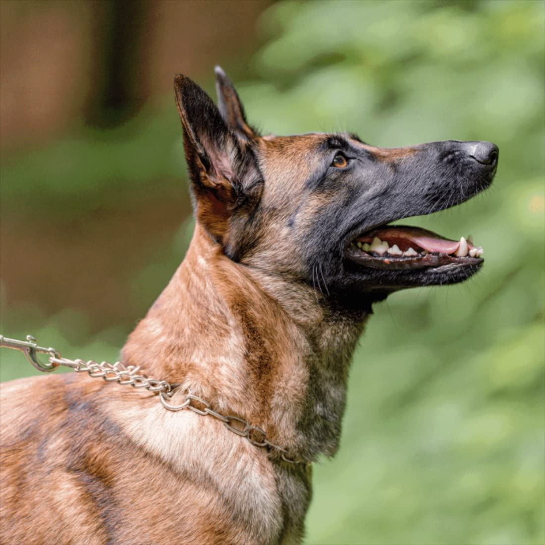 Sprenger - Collar para perros con cadena de tracción, 3 mm, acero inoxidable, para perros de pelo corto y largo, hasta 55 kg, color negro (50 cm)