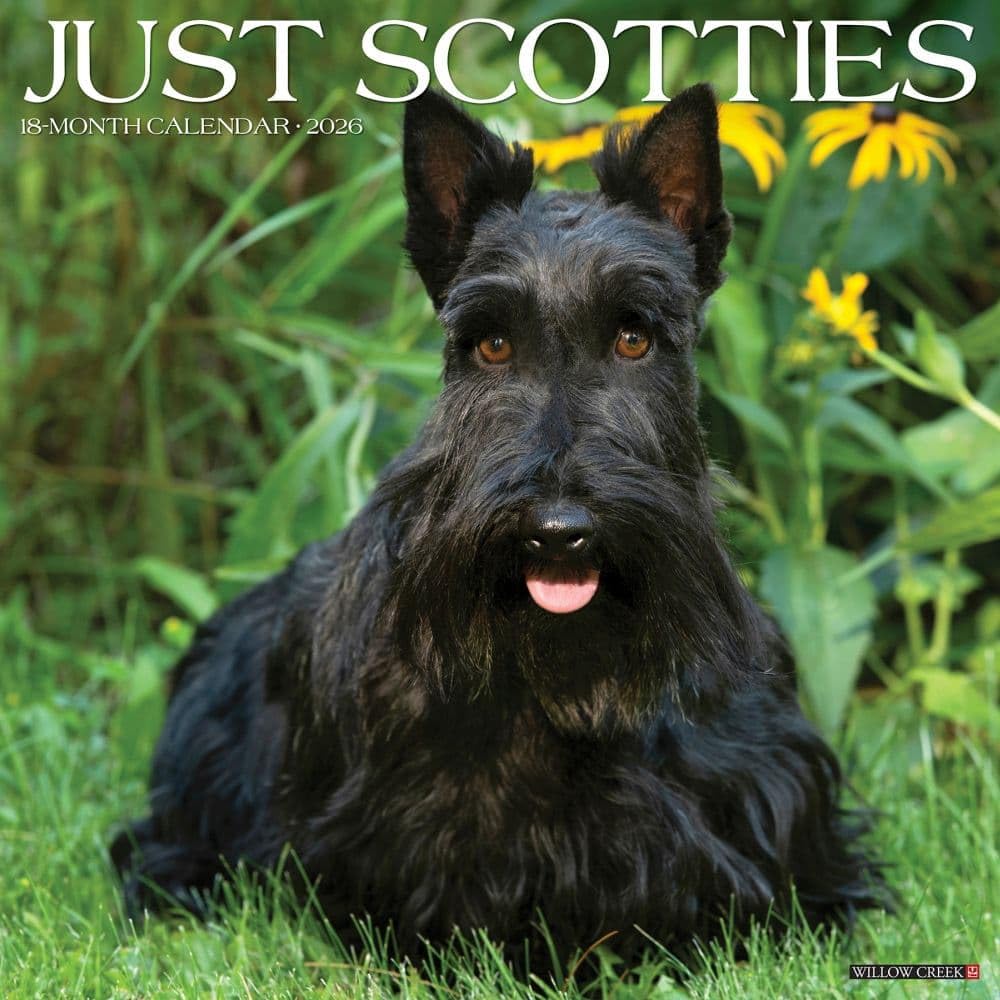 Willow Creek Press, Just Scotties 2026 Wall Calendar, 12'' X 12'', 18-Month Calendar with Stapled Binding