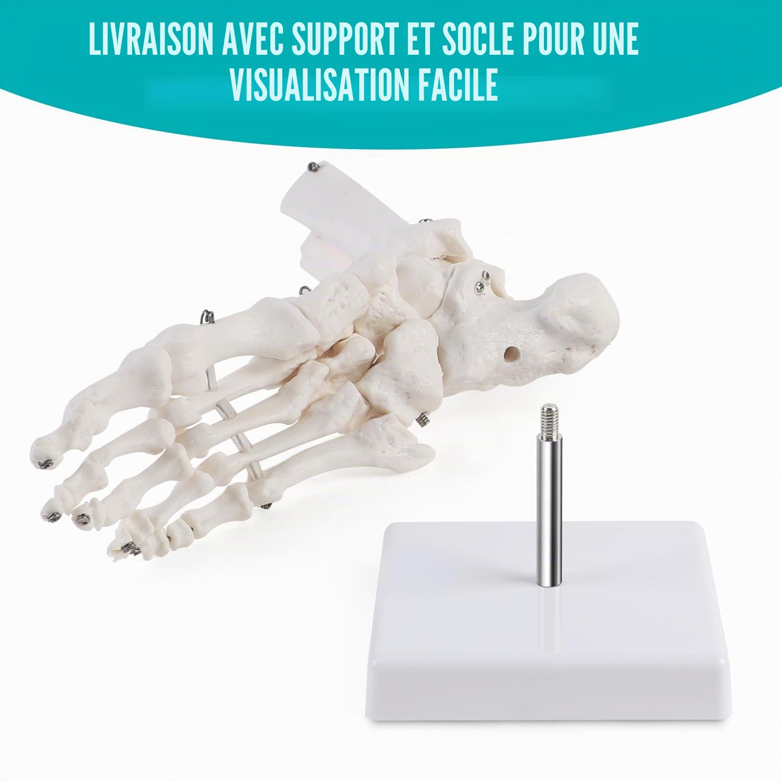 ERWEY Modèle de cheville humain grandeur nature avec trépied, modèle squelette du pied droit, modèle d'anatomie médicale