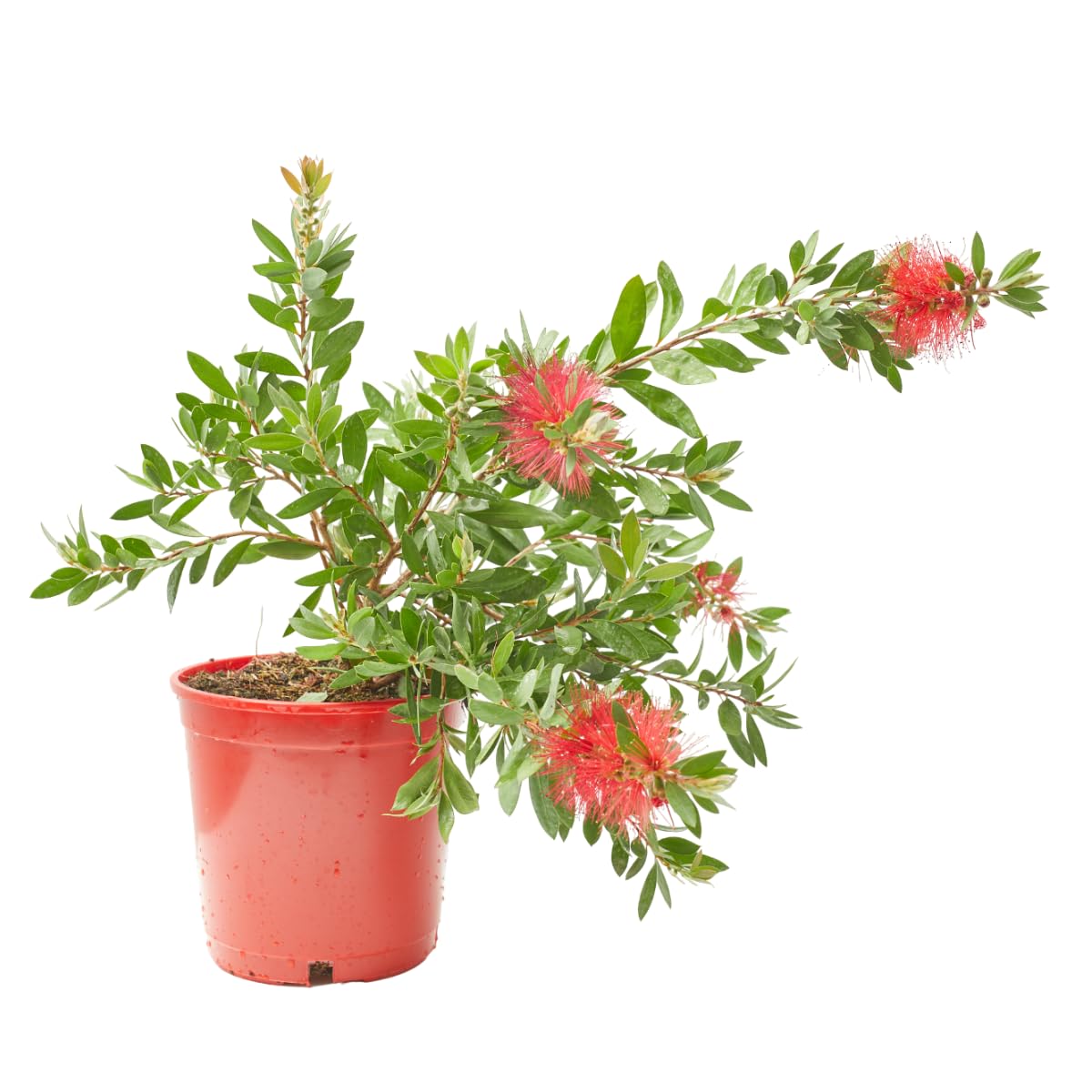 Verdecora Callistemon en maceta 3L | Limpiatubos | Callistemon spp. | Planta de Exterior | Arbusto Natural | Flores Unicas y Vibrantes | Ideal para Decoración Exótica