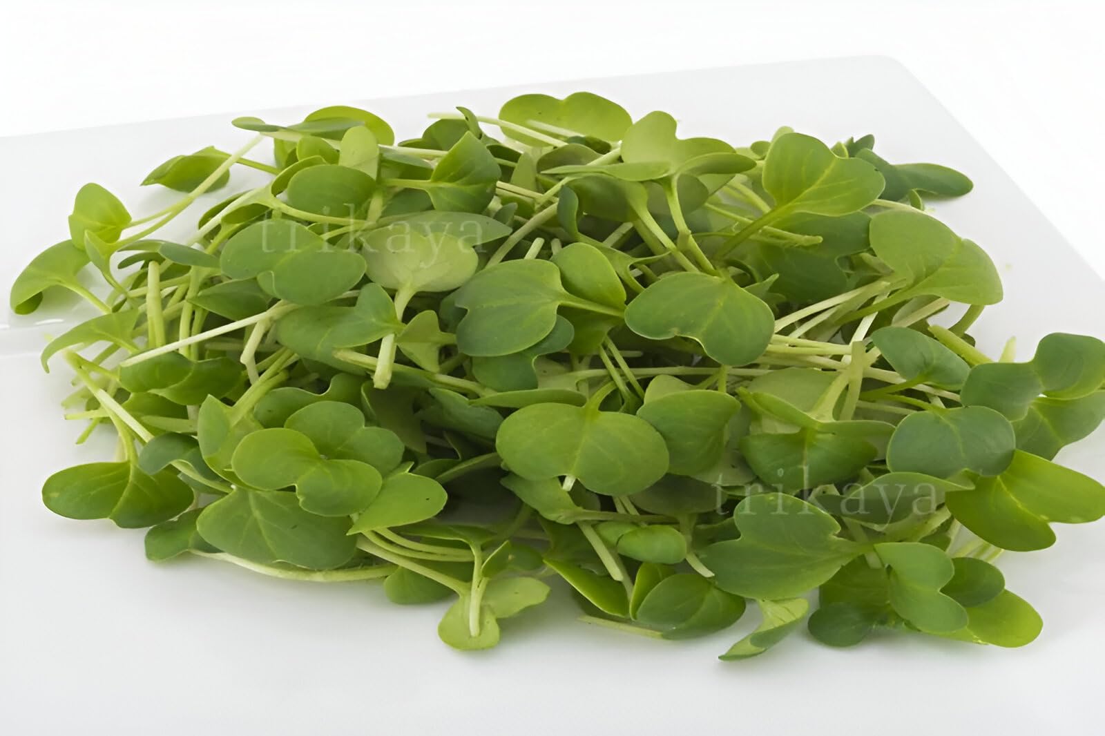 Trikaya Microgreen Radish, 50g-image-42