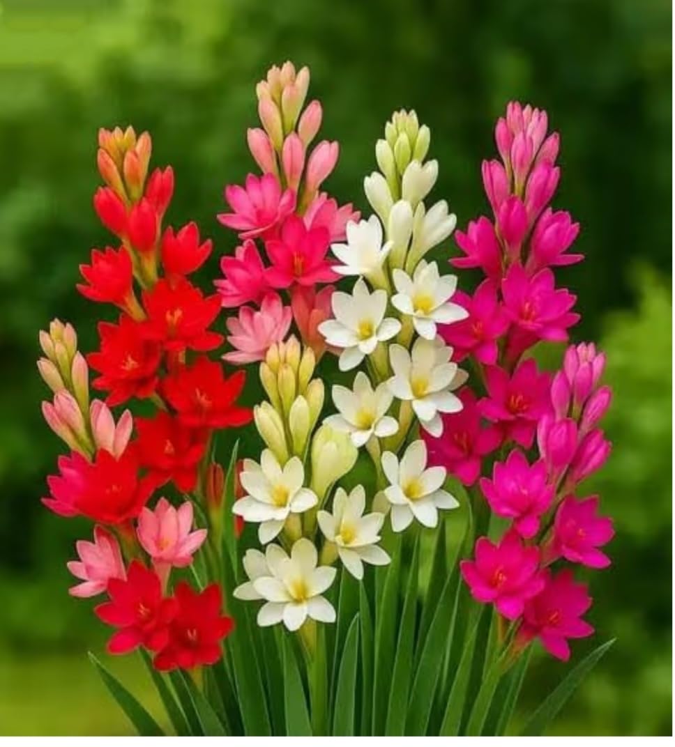 Multi Colour Tuberose Bulbs Rajnigandha, 5 Colours, Pack of 10 Pieces-image-40