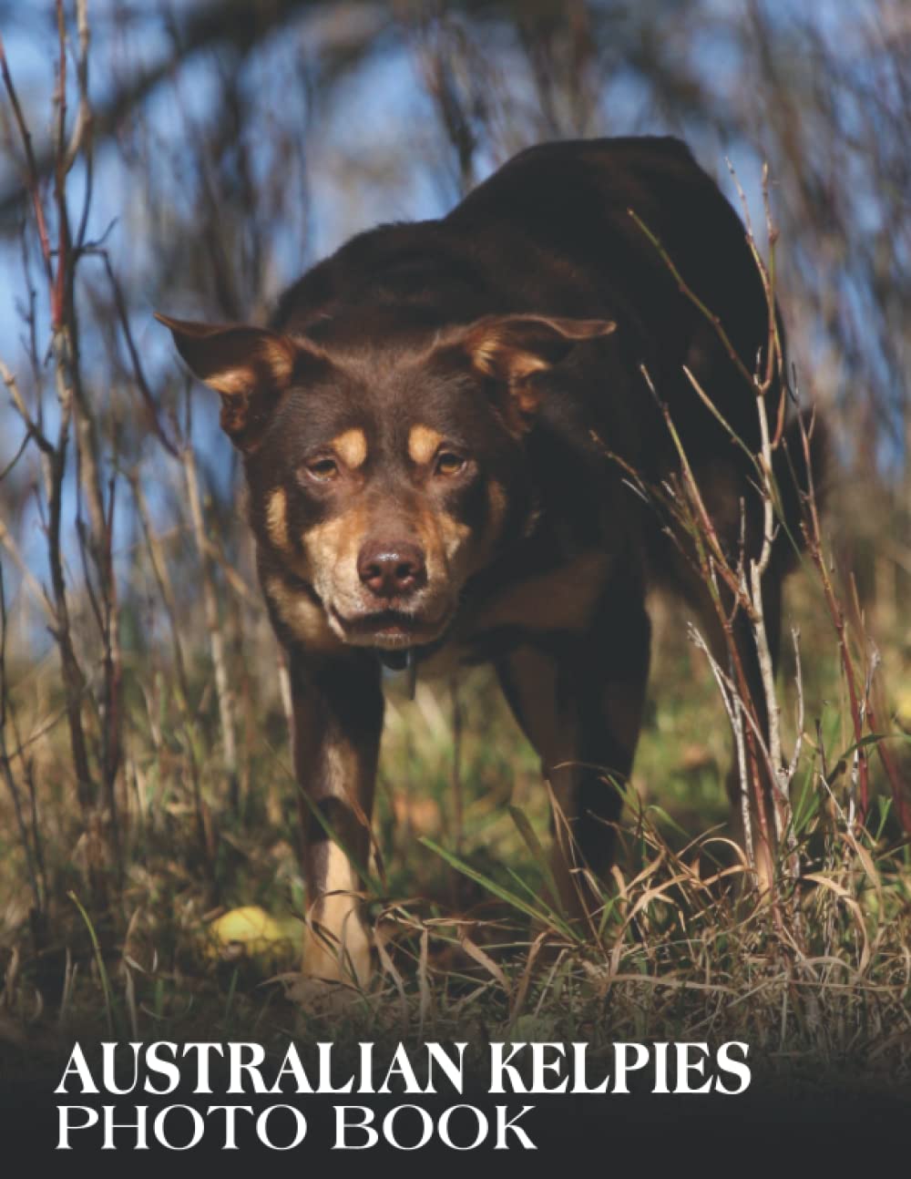 Buy Australian Kelpies Photo Book Picture Book Of Australian Kelpies