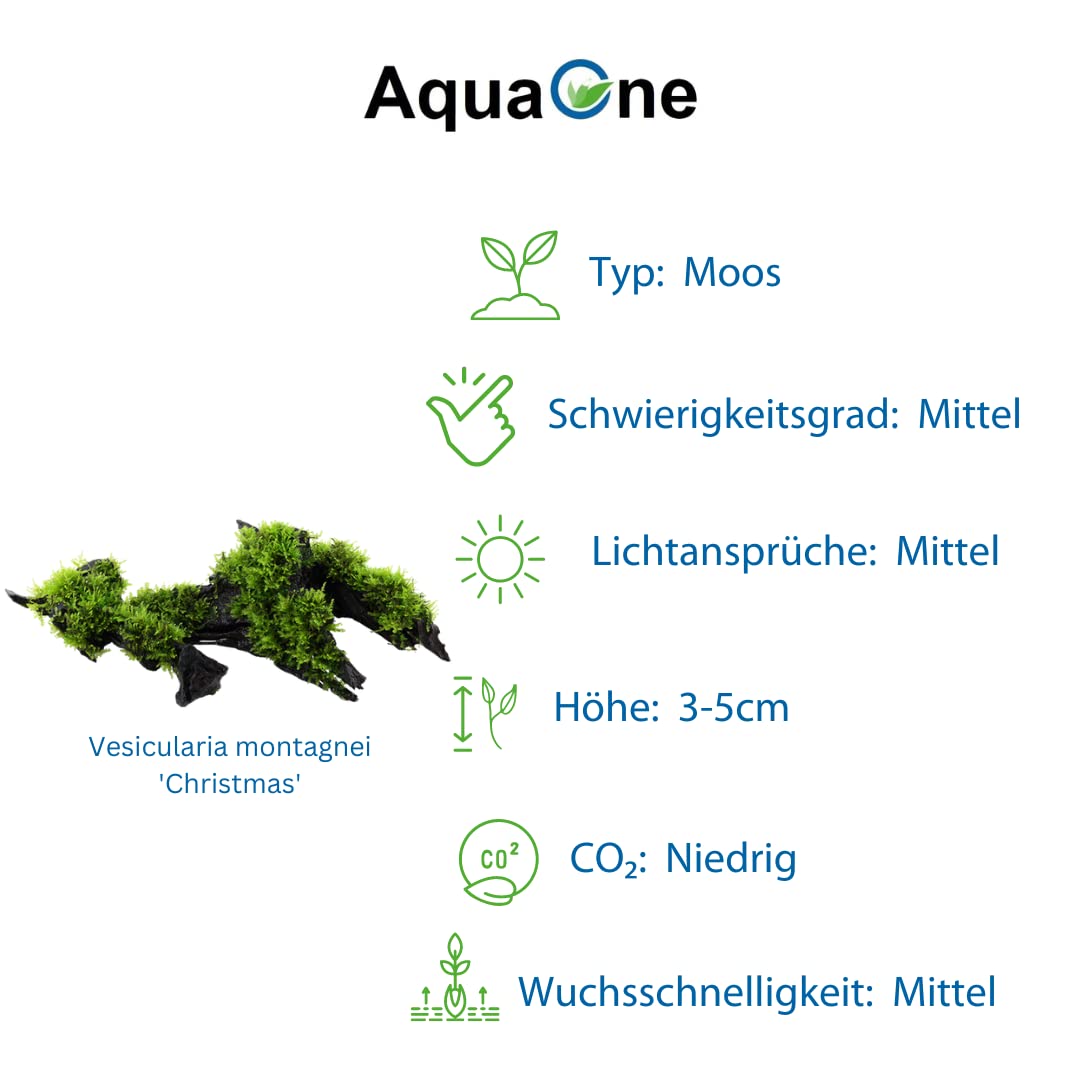 AquaOne Rośliny akwariowe I 2 x rośliny wodne I roślina akwariowa na korzeniu I Anubias barteri VAR. Nana Vesicularia Montagnei "Christmas" I Zestaw Mix z 2 siedziskami