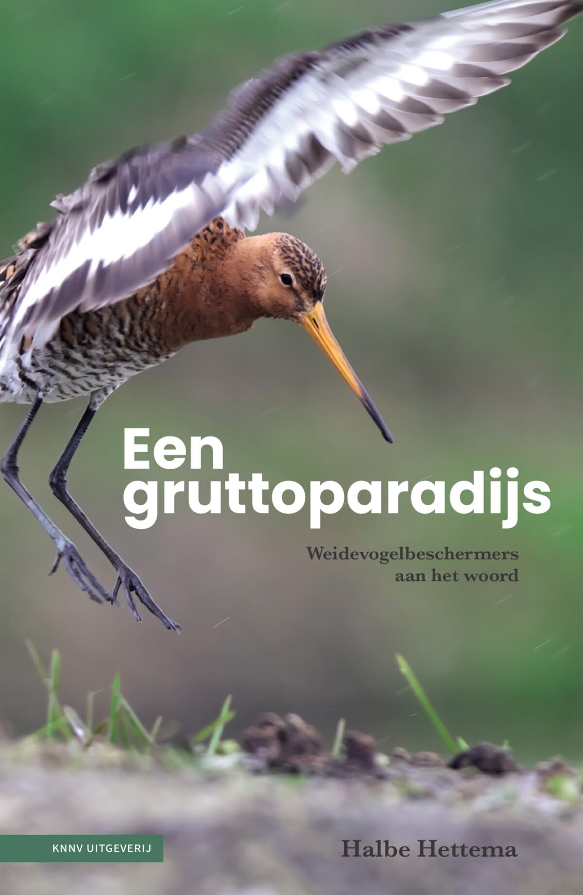 Een gruttoparadijs: weidevogelbeschermers aan het woord
