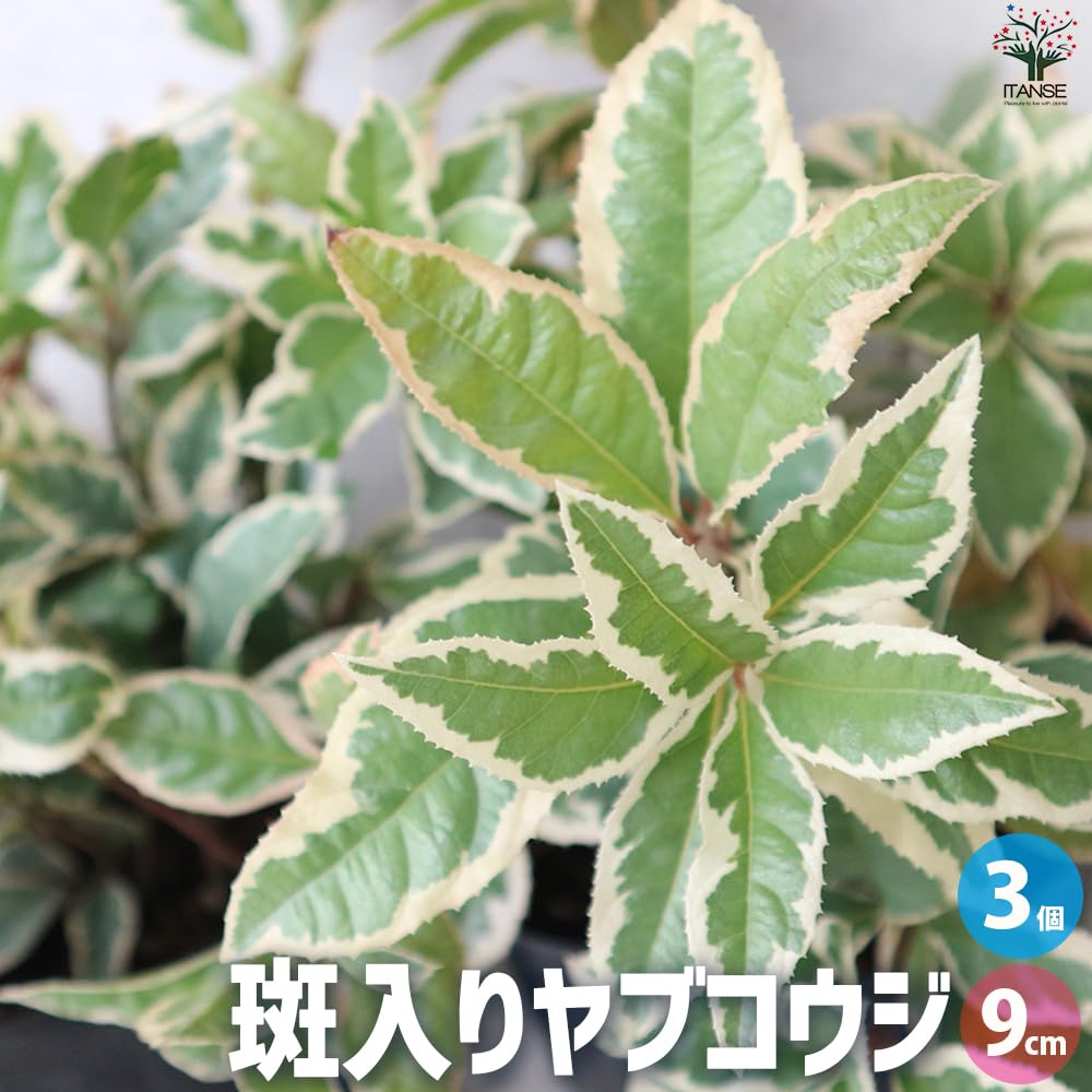 Amazon.co.jp: 斑入りヤブコウジ9cmポット 3個セット【品種で選べる