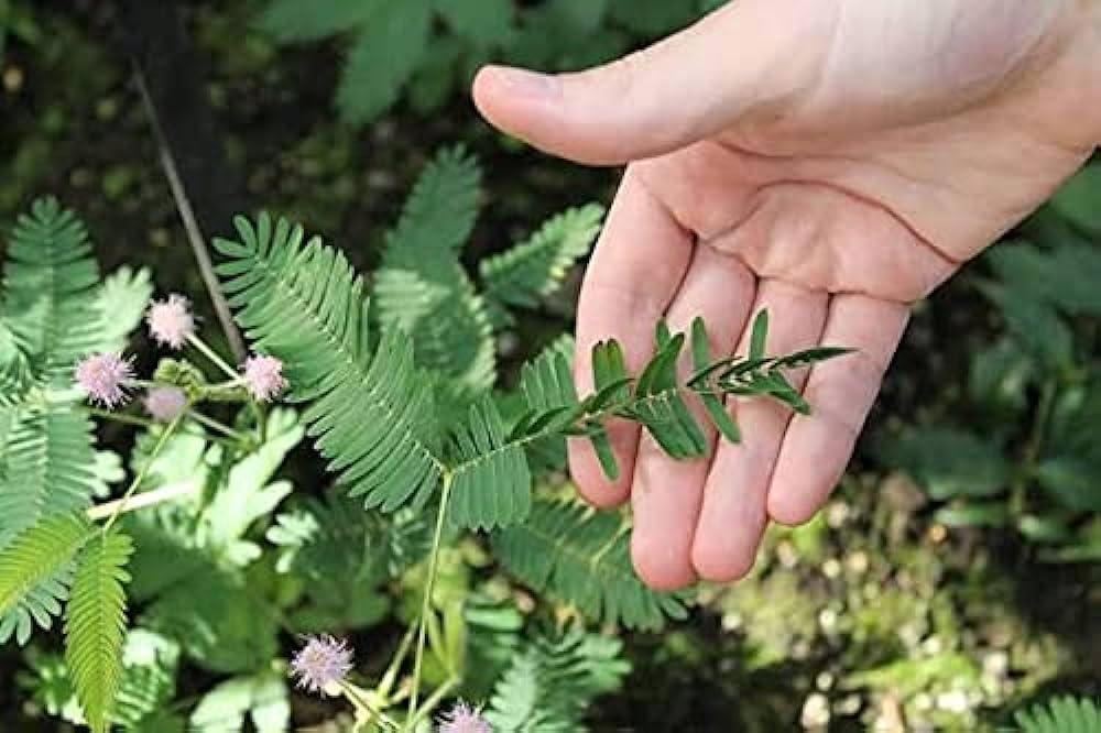Indian White Chuimui, Touch me not Plant,Laajvanti Lajjabati Mimosa Pudica(White) Sensitive Live Plant Pack of 1 (B0D41FND4R) Amazon Price History, Amazon Price Tracker