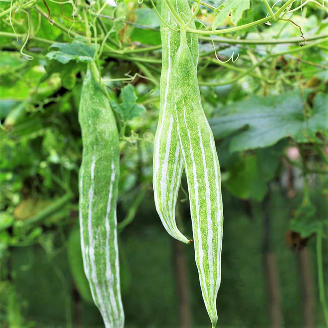 TomorrowSeeds - Buag Ngu Snake Gourd Seeds - 10+ Count - for 2025 Planting White Striped Green Serpent Chichinda Padwal Luffa Squash Bitter Melon Asian Vegetable Grow Your Own Home Farm Patio Healthy