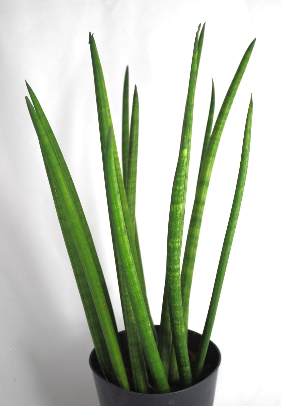 Sansevieria cylindrica,Bogenhanf,pflegeleicht Zimmerpflanze,ca.35cm hoch