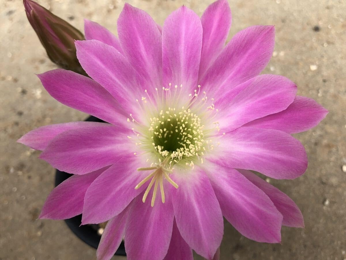 ぐんちゃん　エレガンスピンクの小苗 ぐんちゃん エレガンスピンクの小苗 ぐんちゃん エレガンスピンクの