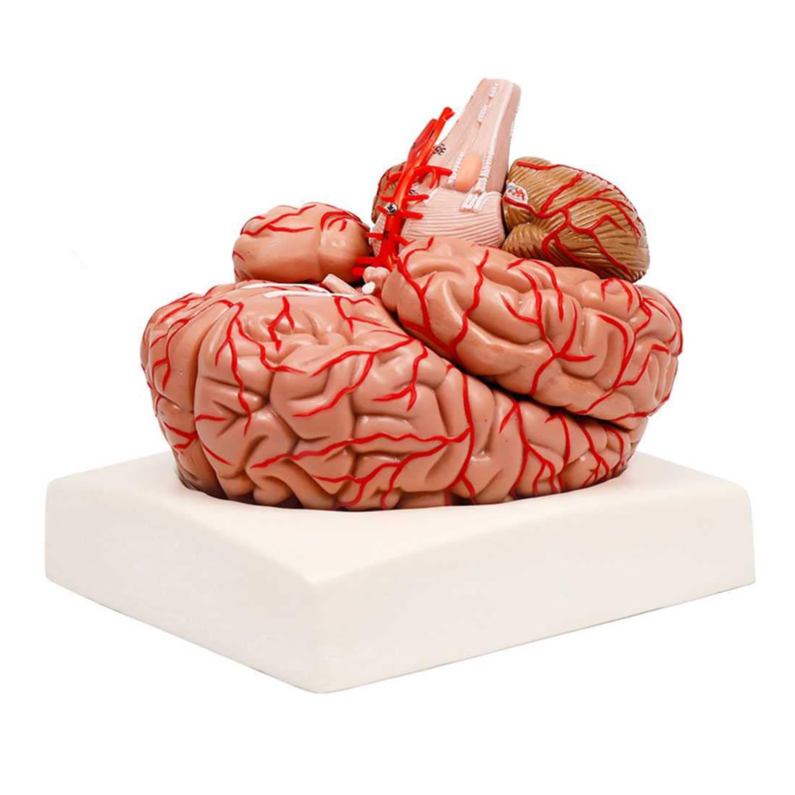 SXTYFBB Human Brain Model 8-Part Detachable Life Size Human Brain Anatomical Model W/Display Base & Color-Coded Artery Brain Teaching Anatomy Model for Teaching Demonstratio A