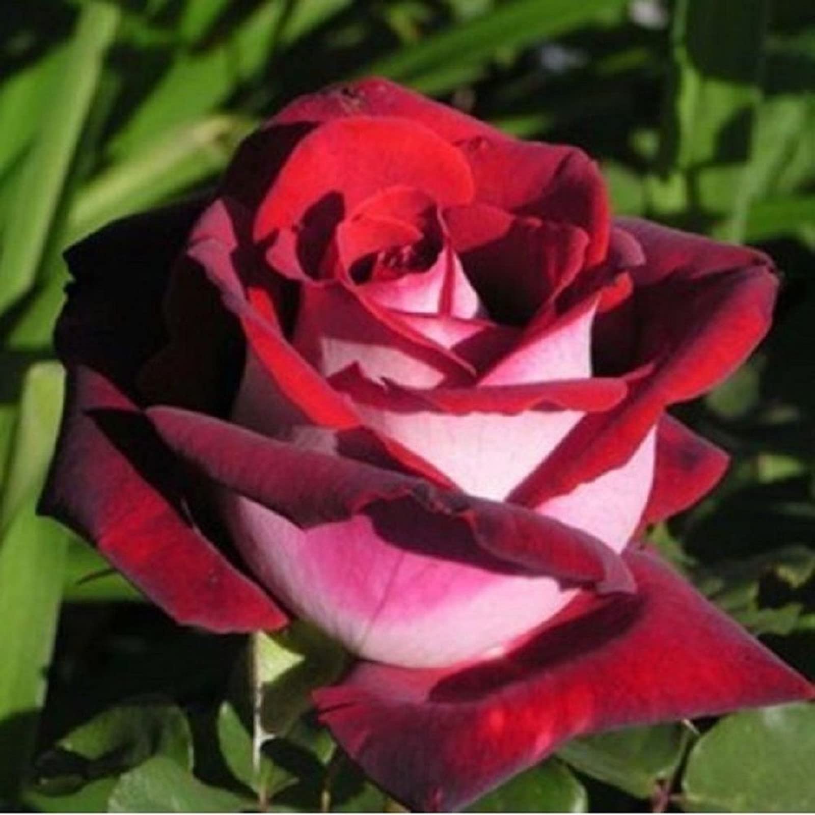 Rose Bulbs, Strong Plant, Easy Plant, Plant Bulbs,Hardy Perennial, Excellent Display, Rare Plants, Mix Greening Flower, Now UK-4bulbs-e