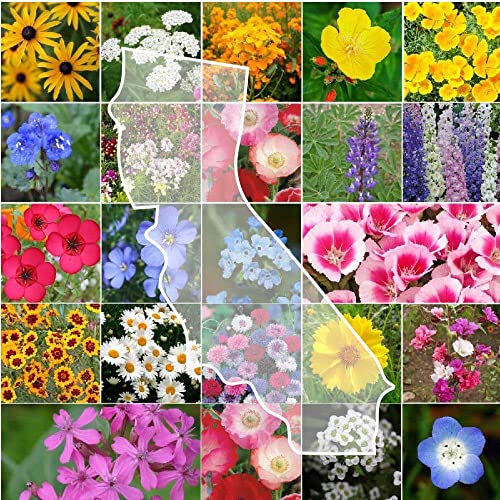 Eden Brothers California Wildflower Mixed Seeds For Planting, 1/4 Lb, 120,000+ Seeds With Black Eyed Susan, Shasta Daisy | Attracts Pollinators, Plant In Spring Or Fall, Zones 3, 4, 5, 6, 7, 8, 9, 10 #TOP1