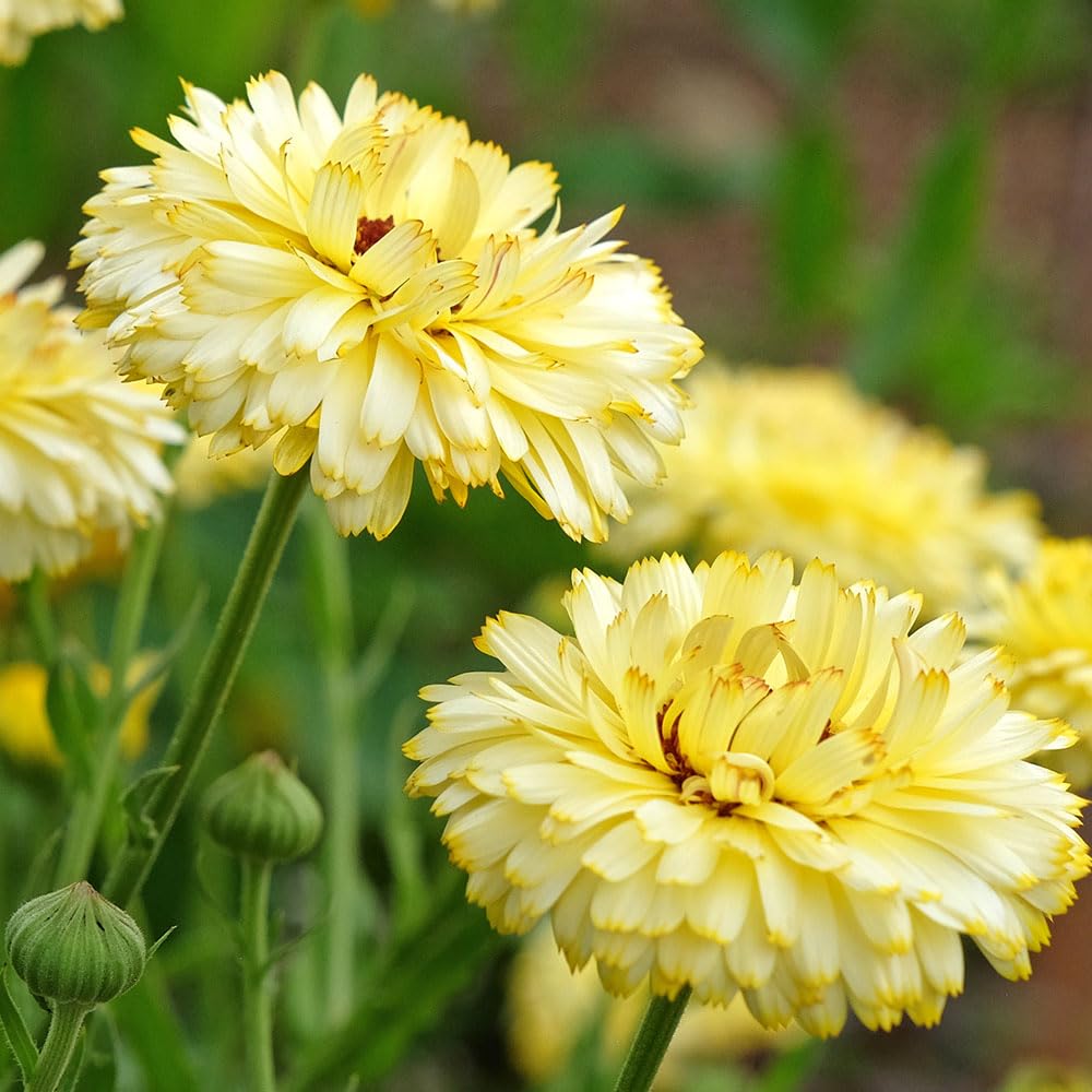 Calendula Snow Princess Seeds – Uniquely Coloured, Double Flowered Pot Marigold – Hardy Annual – for Your Beautiful Garden
