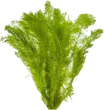 Myrio Green Myriophyllum Pinnatum Bunch 3-5 Stems