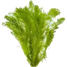 Myrio Green Myriophyllum Pinnatum Bunch 3-5 Stems