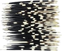 Vista 8 de Heyiwell 10 plumas de puercoespín africano real de 5 a 6 pulgadas de largo