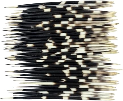 Heyiwell 5Pieces African Porcupine Quills 8~9 Inch Long