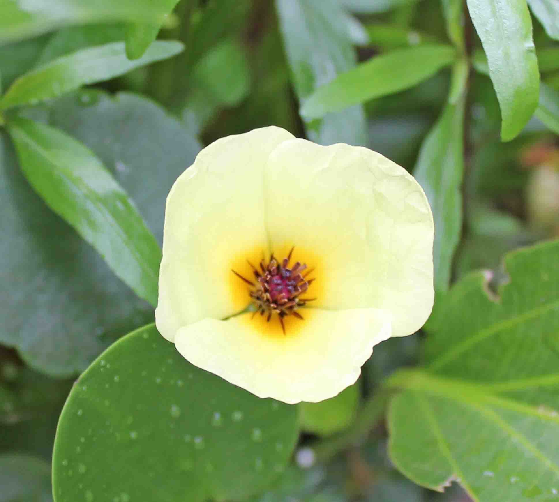 Amazon.co.jp: ウォーターポピー （1株） ◇花が咲く水草◇ 無農薬 