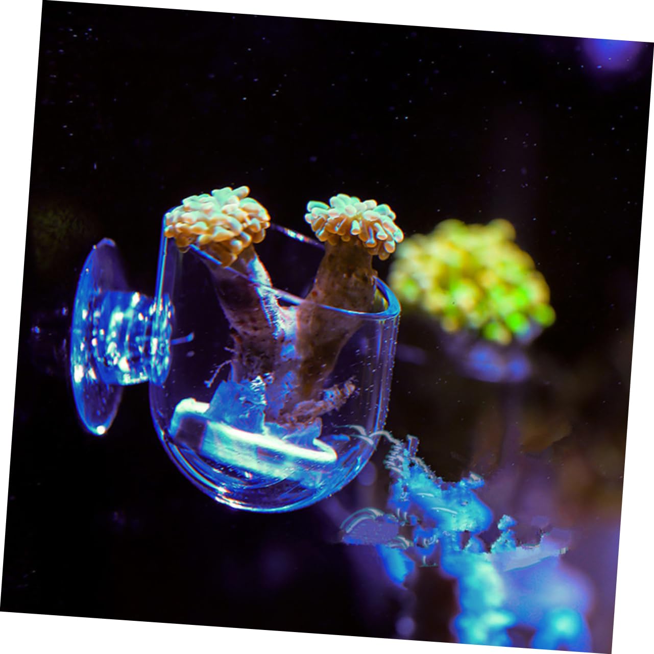 BESPORTBLE Aquarium Feeder Cups Portable Fish Feeder for Fresh/Saltwater Tanks Easy Cleaning