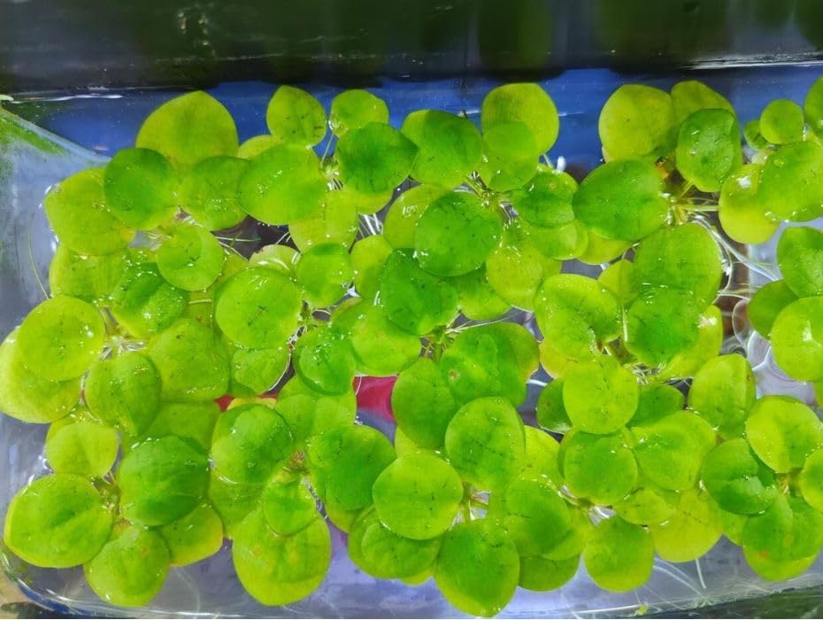 3X Premium Amazon Frogbit! Live Aquarium Floating Plants with Long Roots!