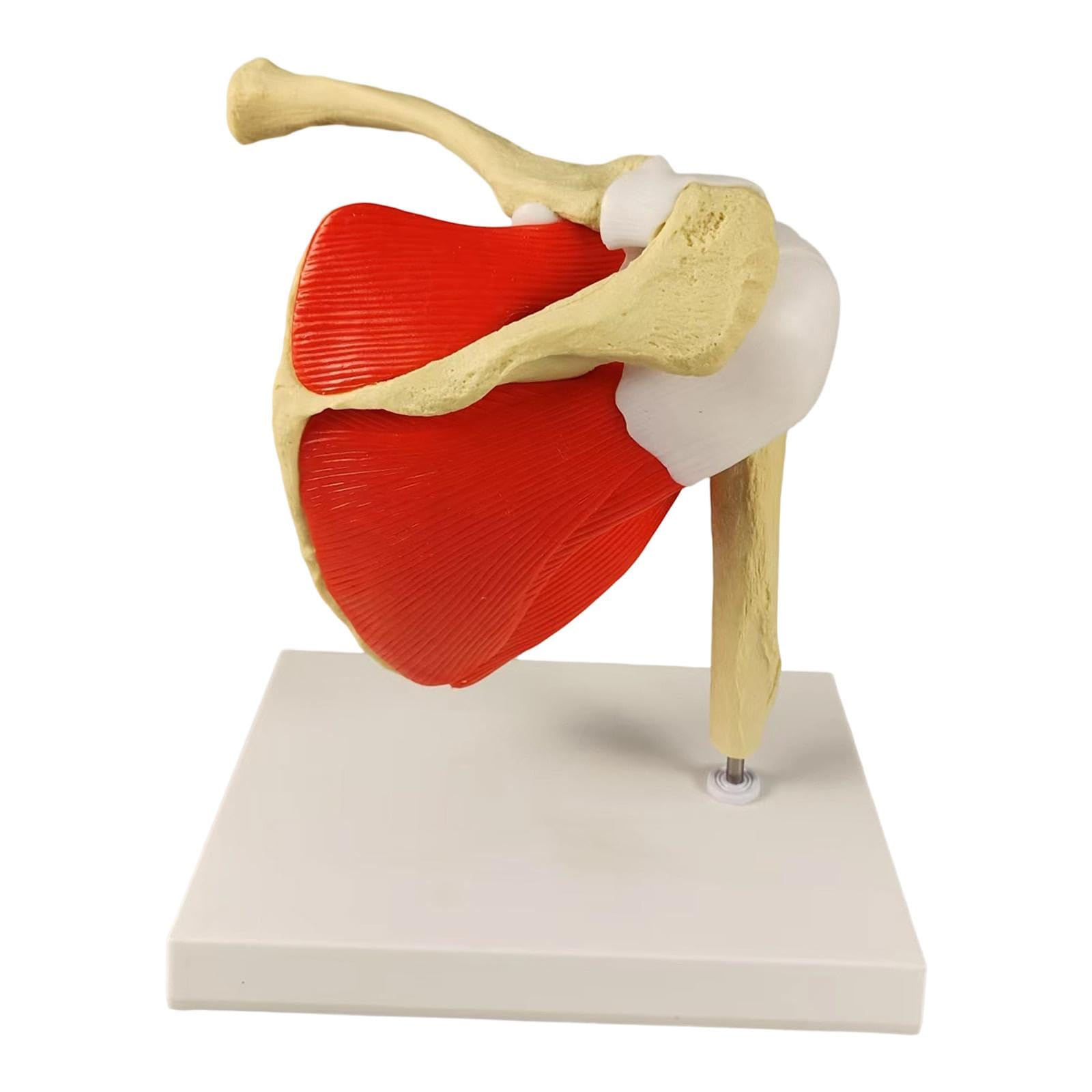 Modello Anatomico Spalla Per Lezioni | facile da maneggiare, realistico, per studenti