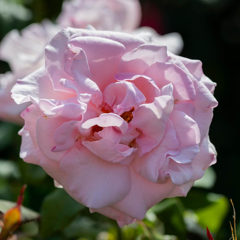 Yougarden Pink Harkness Roses Julia's Rose, Hybrid Tea Bush, 4 Litre Pot, Amber Fragrant, Ready To Plant