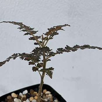 c*i様 Boswellia socotrana　ボスウェリアソコトラナ 種子 c*m様 Boswellia socotrana ボスウェリアソコトラナ 種子1