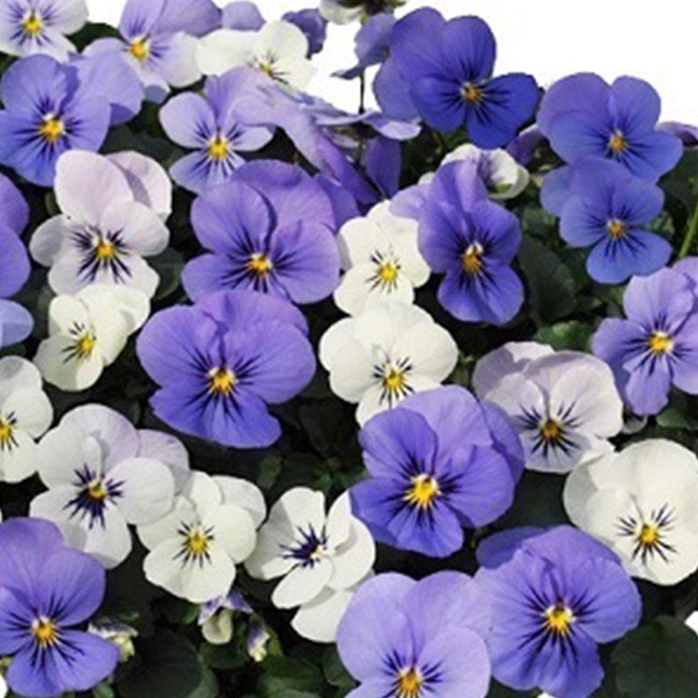 Amazon | ビオラ ひとつぶの涙 プラスノベル ポット苗 1個 パンジー