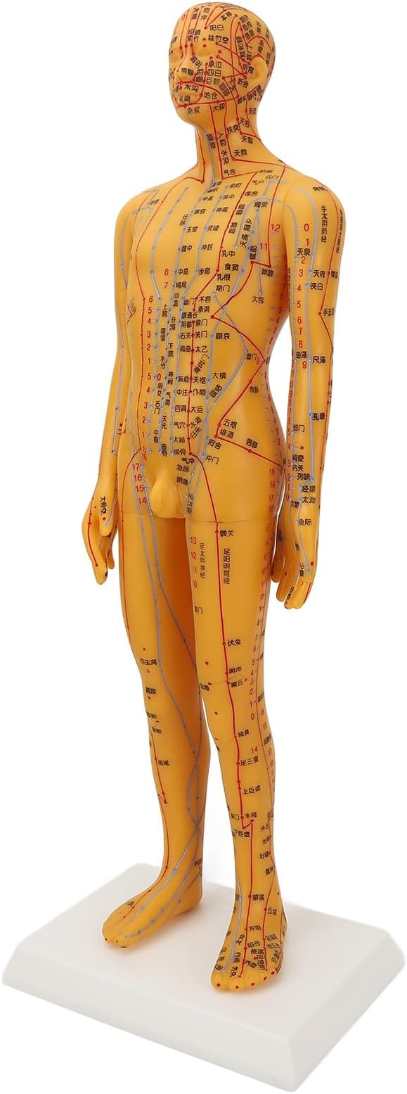 Acupuncture and Muscle Anatomical Male Model, 53cm Height Human Body Model Acupuncture Model Chinese Medicine Teaching Acupoint Learning Display Laboratory Supplies with Base