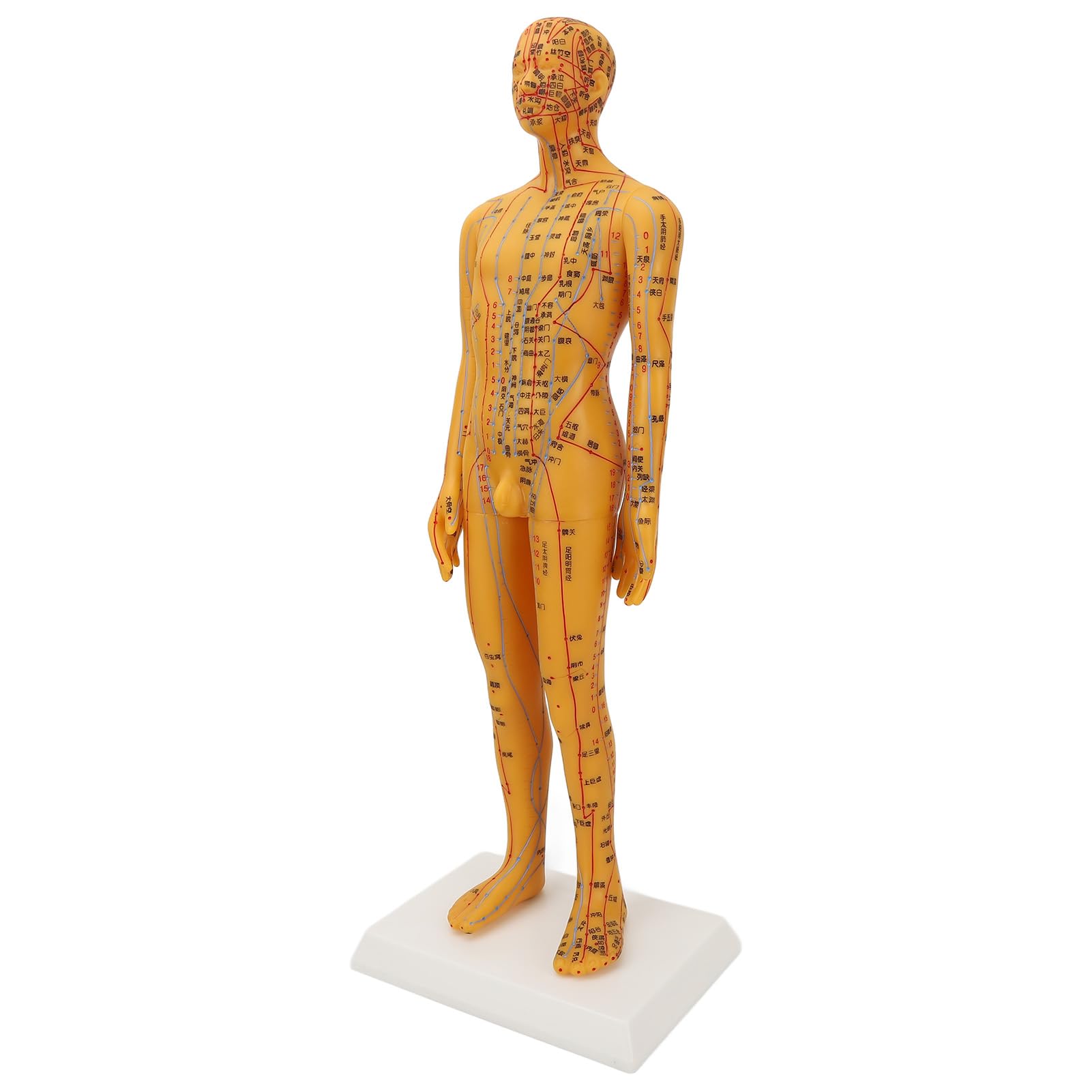 Acupuncture and Muscle Anatomical Male Model, 53cm Height Human Body Model Acupuncture Model Chinese Medicine Teaching Acupoint Learning Display Laboratory Supplies with Base