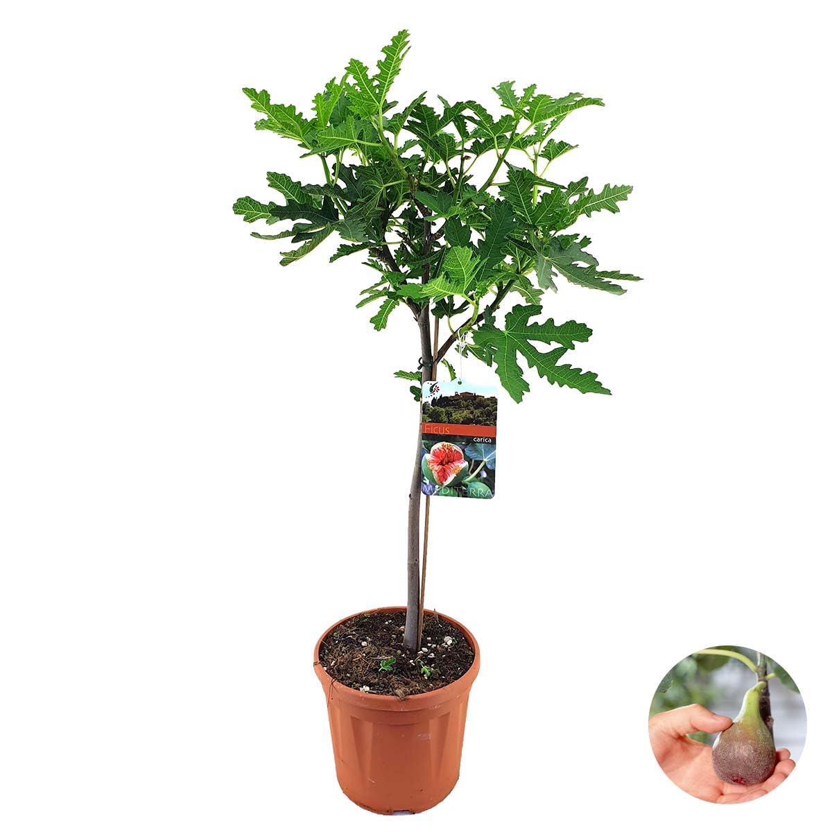 Bloomique Ficus Carica ‘Brown Turkey’ Figuier Arbre fruitier Rustique Hauteur 80-100 cm Pot 21 cm