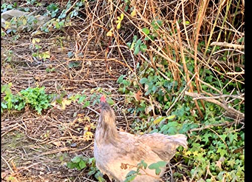 Barnyard Mix Fertile Chicken Hatching Eggs Raised On Organic (6 Eggs) #TOP5