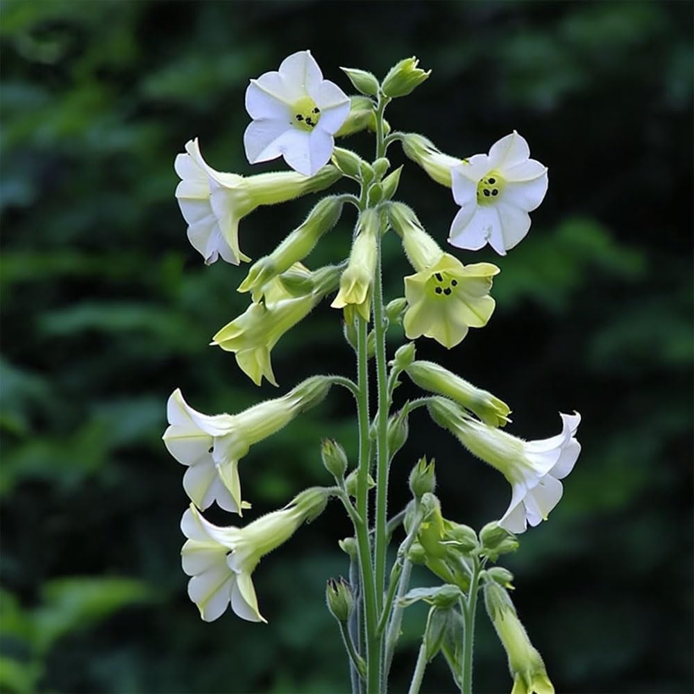 Nicotiana Starlight Dancer Seeds – Tall & Airy with Evening Fragrance – Half Hardy Annual – for Your Beautiful Garden