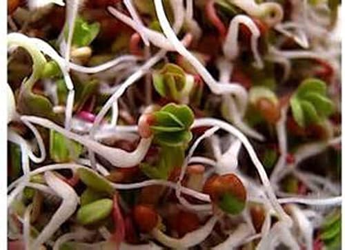 Miniatura 5 de Mezcla de germinación de Megan's de 8 onzas, mezcla perfecta de semillas de germinación de frijol mung, alfalfa, brócoli y rábano, sin OMG, Country