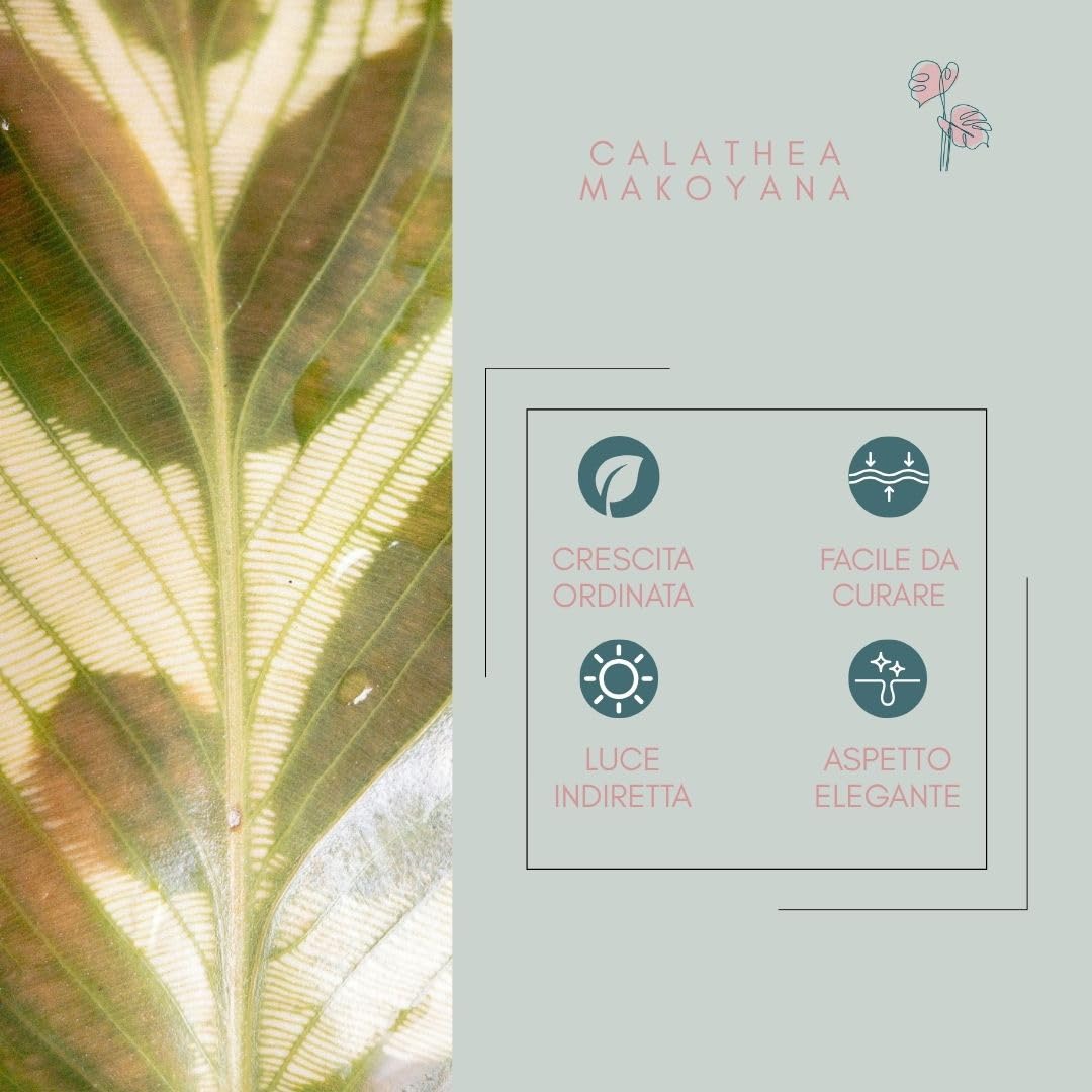 Calathea ‘Makoyana’ – Pianta da interno vera, pianta tropicale ornamentale, vaso da 17 cm, foglie decorate effetto pavone (65 cm)