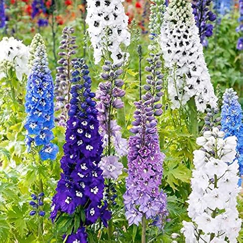 Suttons Delphinium Seeds Magic Fountains Mix Cover