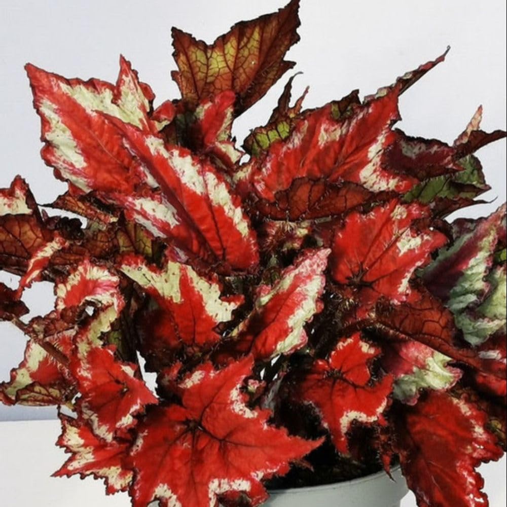 Begonia Sangria 3 Jumbo Plugs Tender Indoor Foliage Plant T&M