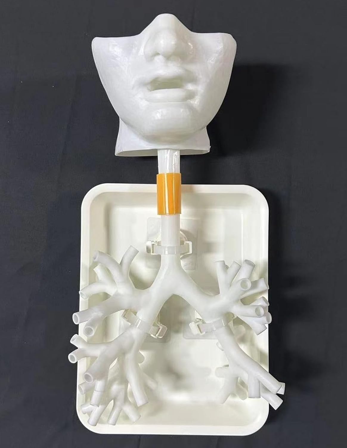 Model szkoleniowy bronchoskopii, ludzki układ oddechowy, krtań, tchawica | Bronchoskopowy model anatomiczny drzewa oskrzelowego, zestaw włókien oskrzelowych, do nauki pielęgniarstwa w szkole(2)