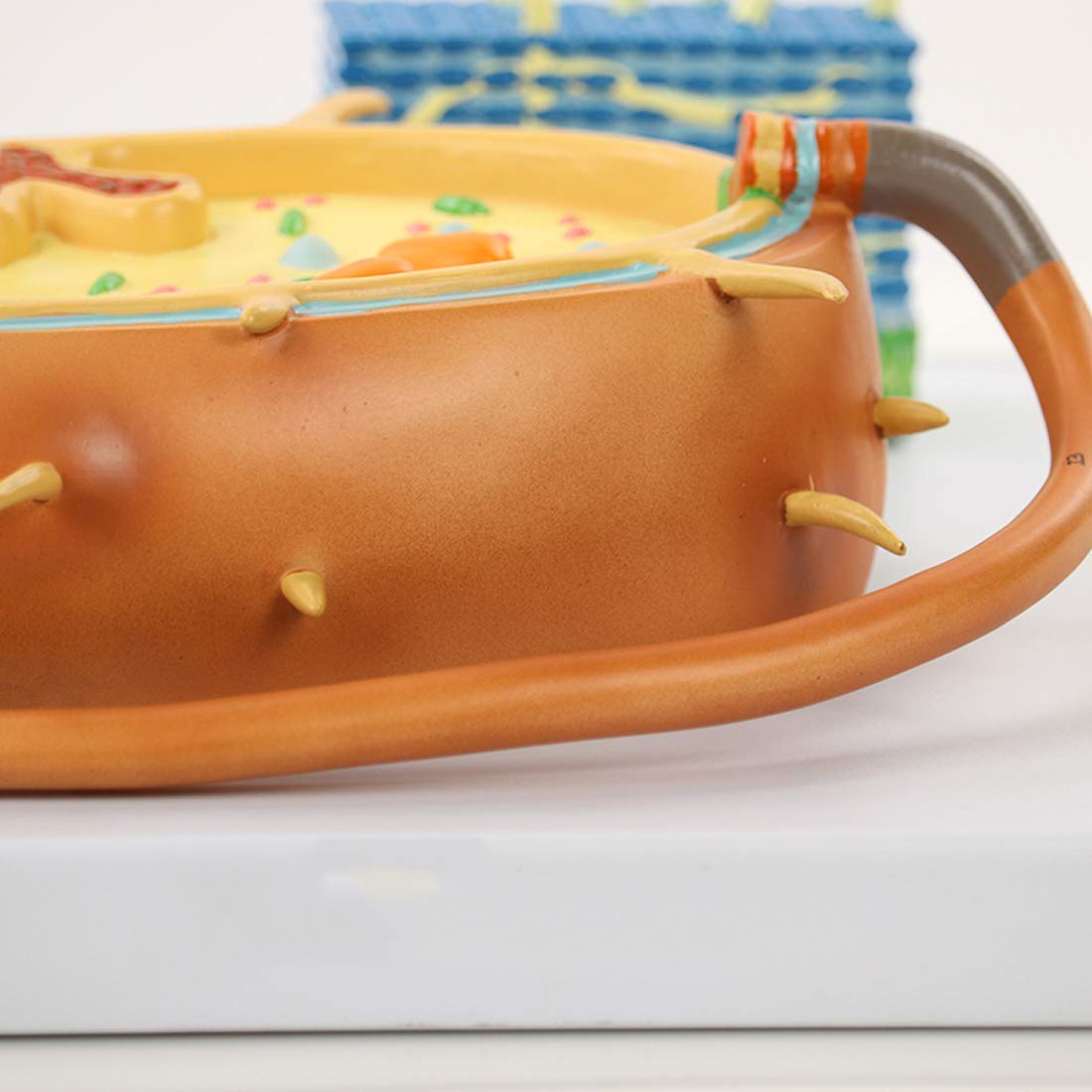 Model Nauczania, Naukowa Anatomia Biologiczna, Model Kernanatomii Komórek Bakteryjnych, Anatomiczny Model Bioflagellanu, Medyczny Materiał Dydaktyczny