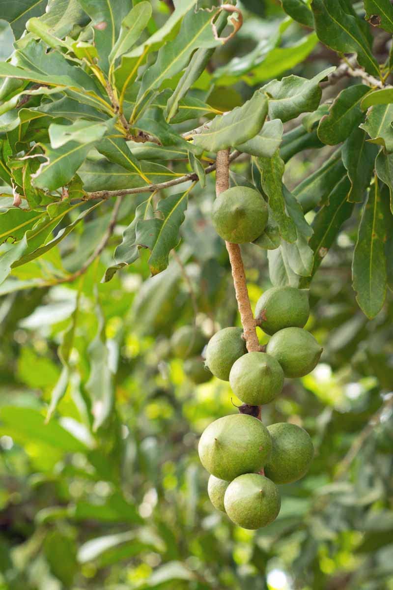 Macadamia plant live (Macadamia integrifolia) " Orginal Australian Variety nut plant 1 Healthy Live Plant | For Home Gardening||-image-16