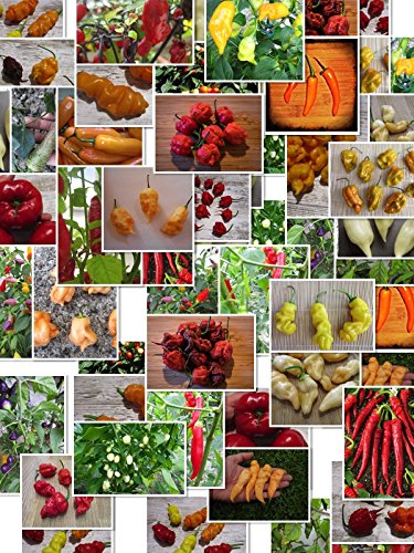 Chili Sortiment XXXL 400 + ☆ 40 Sorten a 10 Samen ☆ -Von Klein nach Riesig über Mild zu Ultrascharf- by Samenchilishop