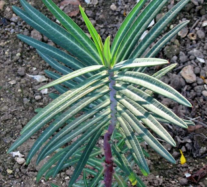 Euphorbia lathyris 15 Seeds, Caper Spurge Seeds, Mole Plant, Anti mole Plant