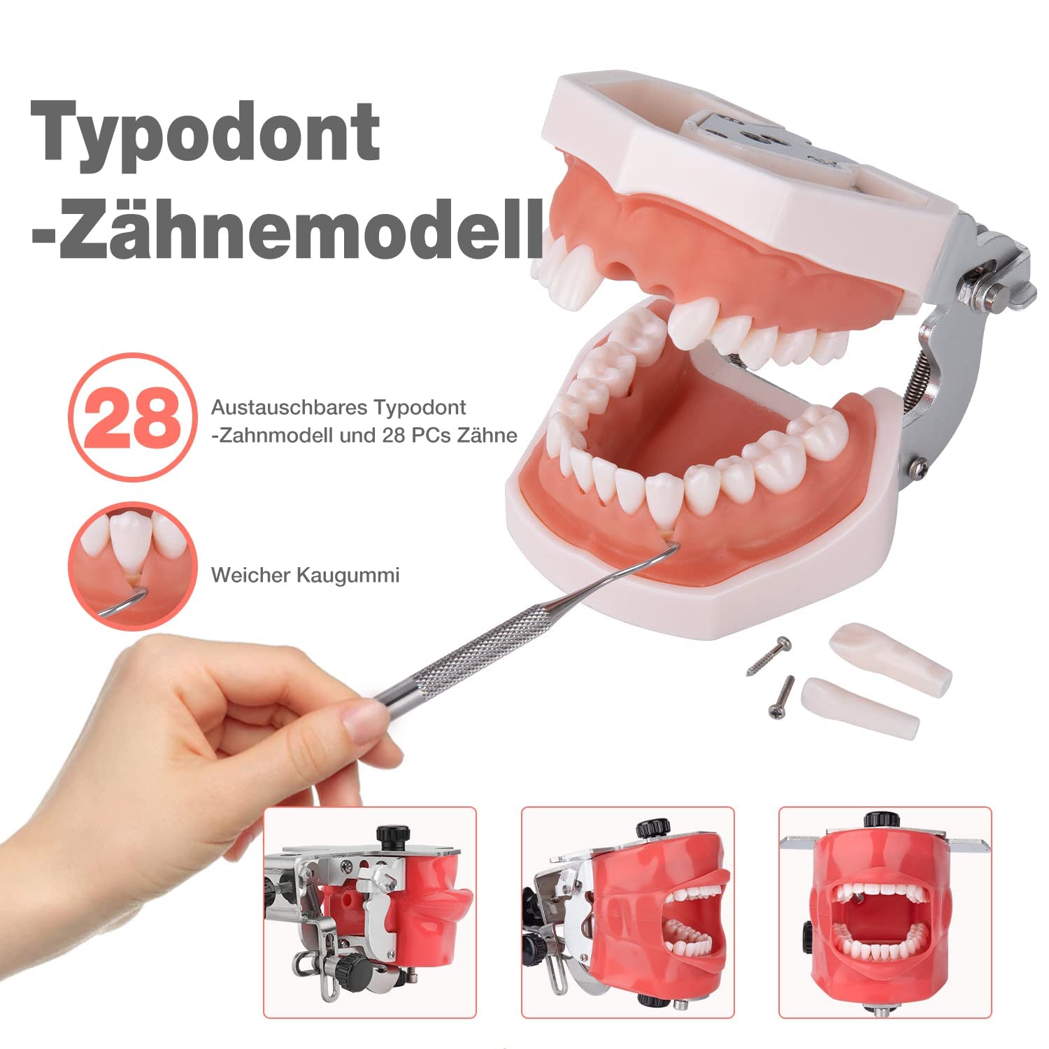 Simulador Dental Cabeza De Maniquí Con Montaje De Banco Fijo En El Escritorio 360 ° Ajustable 1: 1 Emulación Alta Para Práctica Docente Entrenamiento De La Cabeza Fantasma Modelo De Dientes Maniquíes